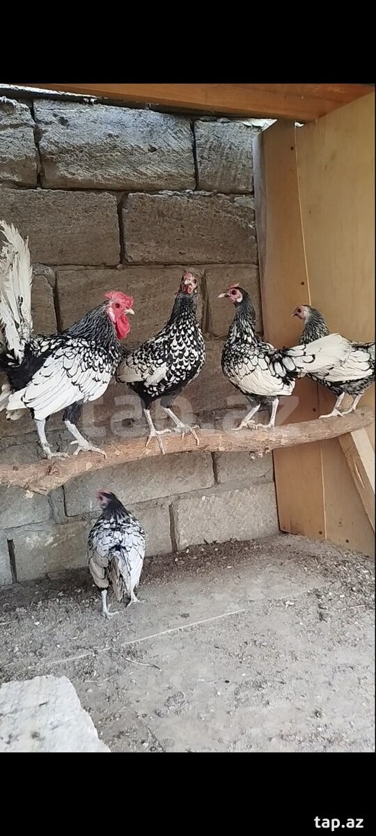 Mayalı sibrayt yumurtası