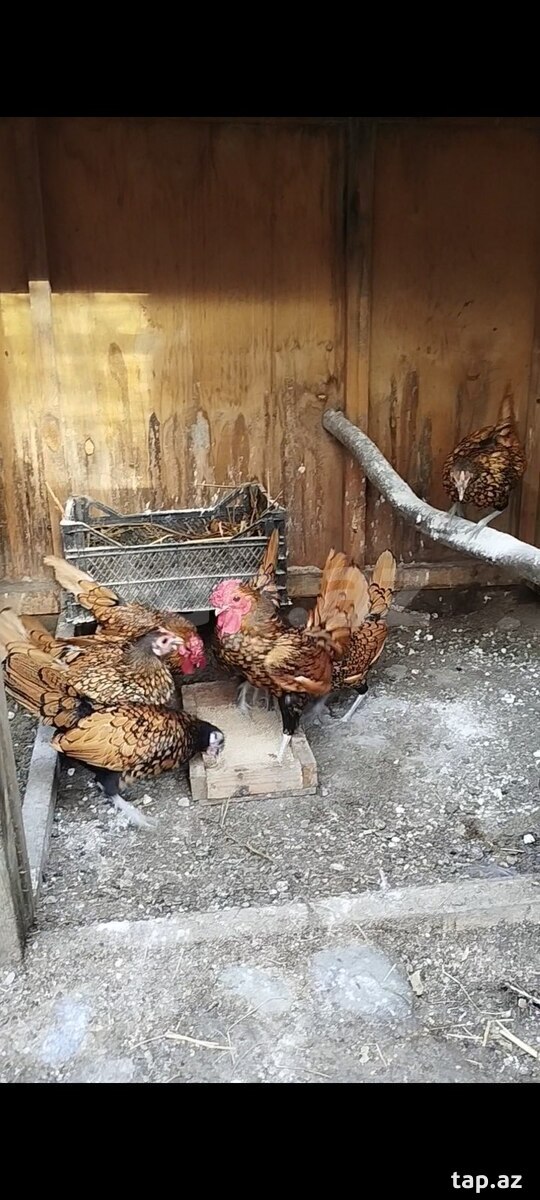 Mayalı sibrayt yumurtası (2)
