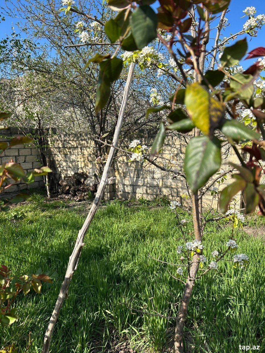 4 sot torpaq sahəsi, Qusar r. (3)