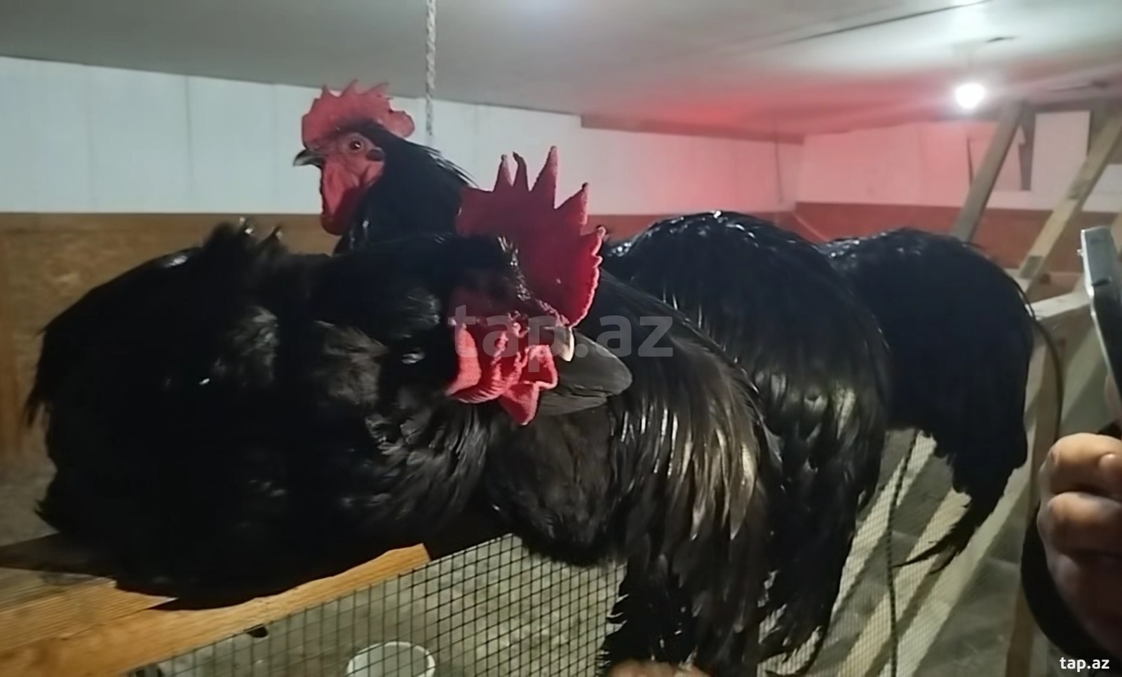 Avstralorp toyuqları yumurtası  (5)