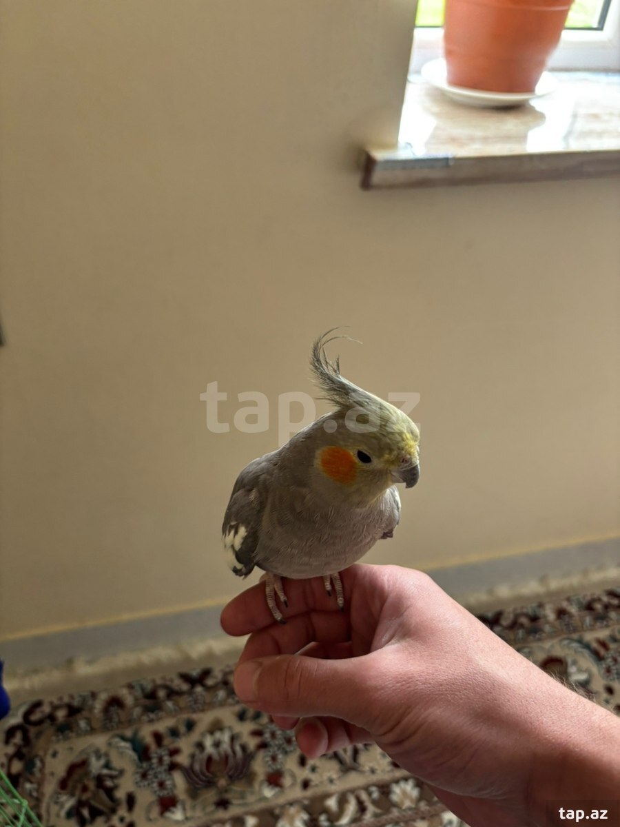 Korella tutuquşusu (5)