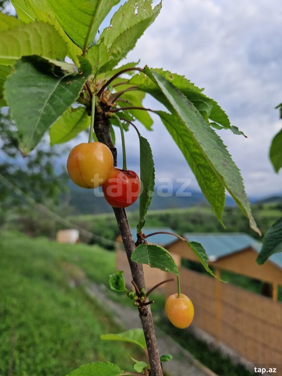 Obyekt, Göygöl r. (8)