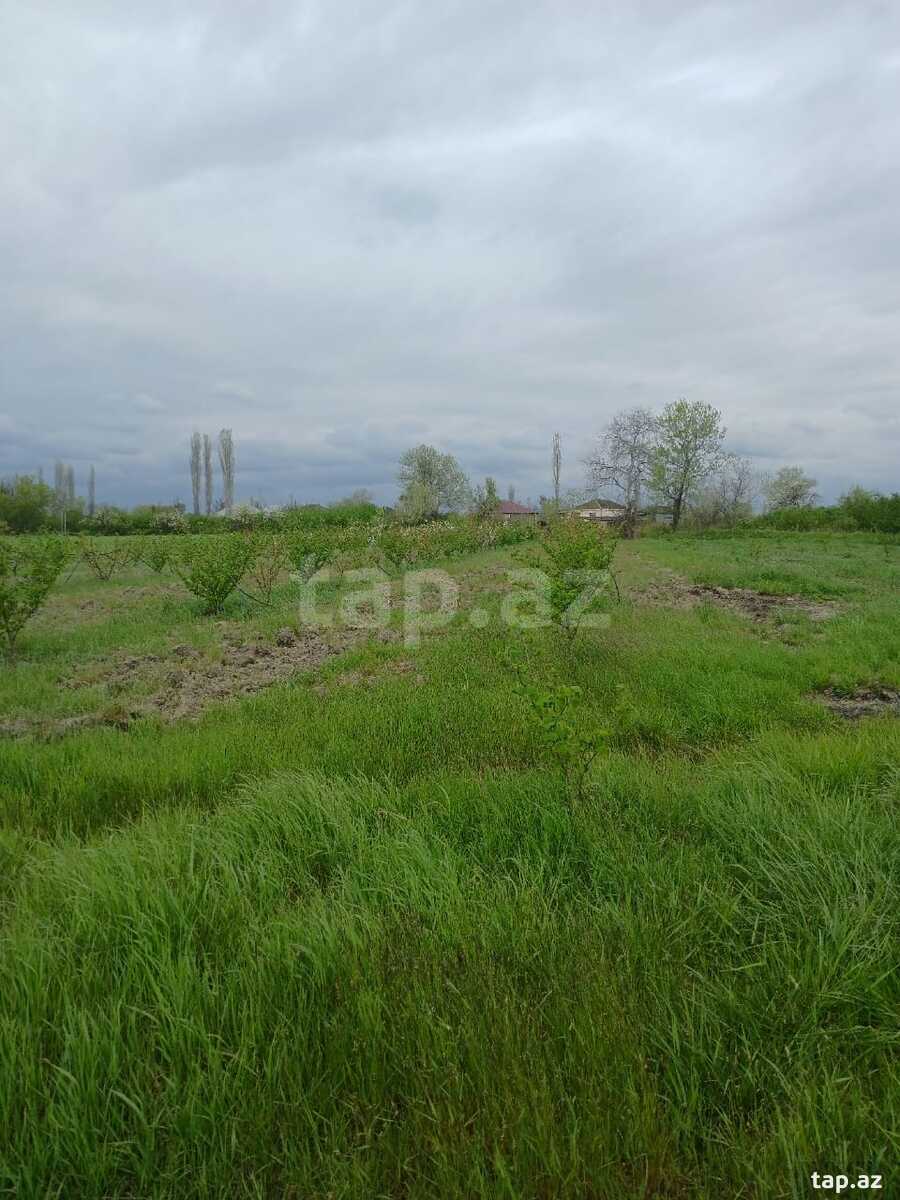 125 sot torpaq sahəsi, Xaçmaz r. (7)