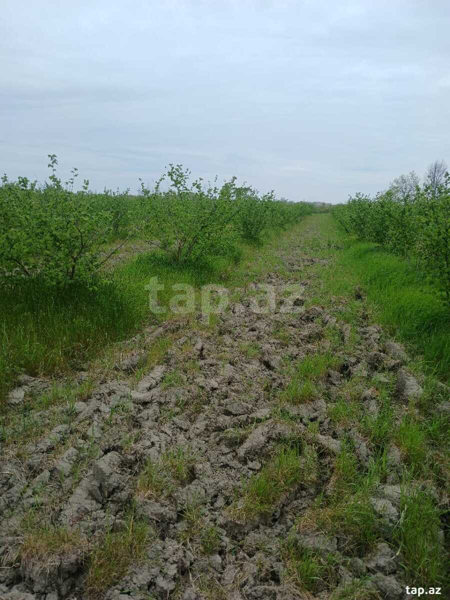 125 sot torpaq sahəsi, Xaçmaz r. (2)