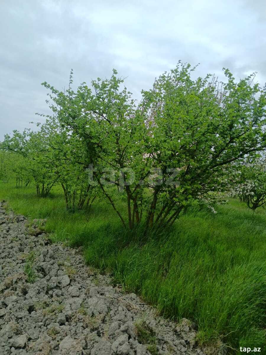 125 sot torpaq sahəsi, Xaçmaz r. (5)