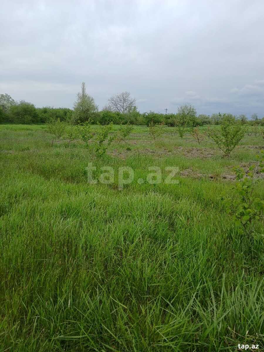 125 sot torpaq sahəsi, Xaçmaz r. (6)