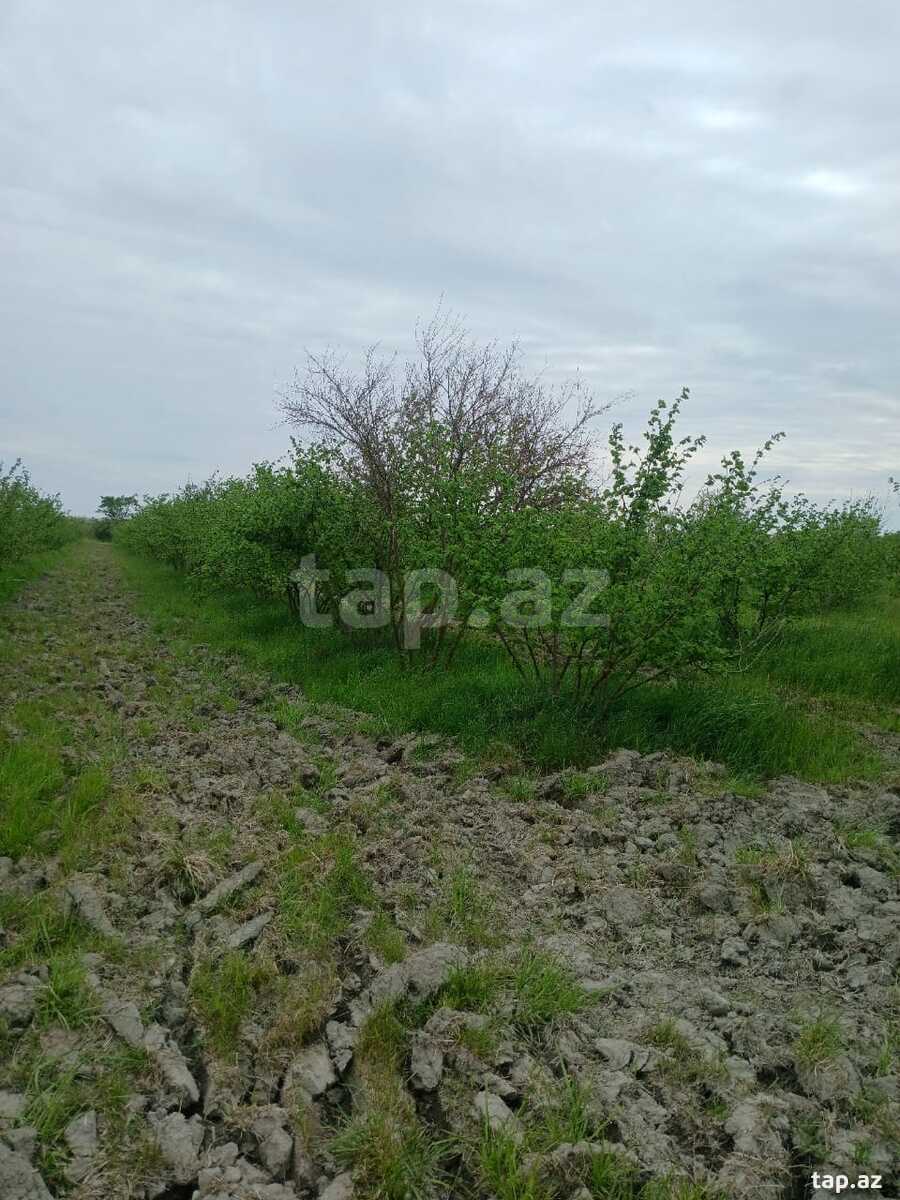 125 sot torpaq sahəsi, Xaçmaz r. (3)