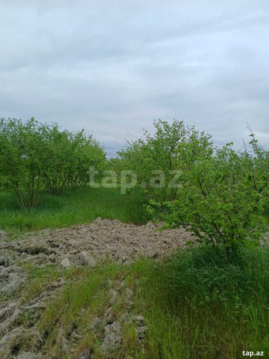 125 sot torpaq sahəsi, Xaçmaz r.