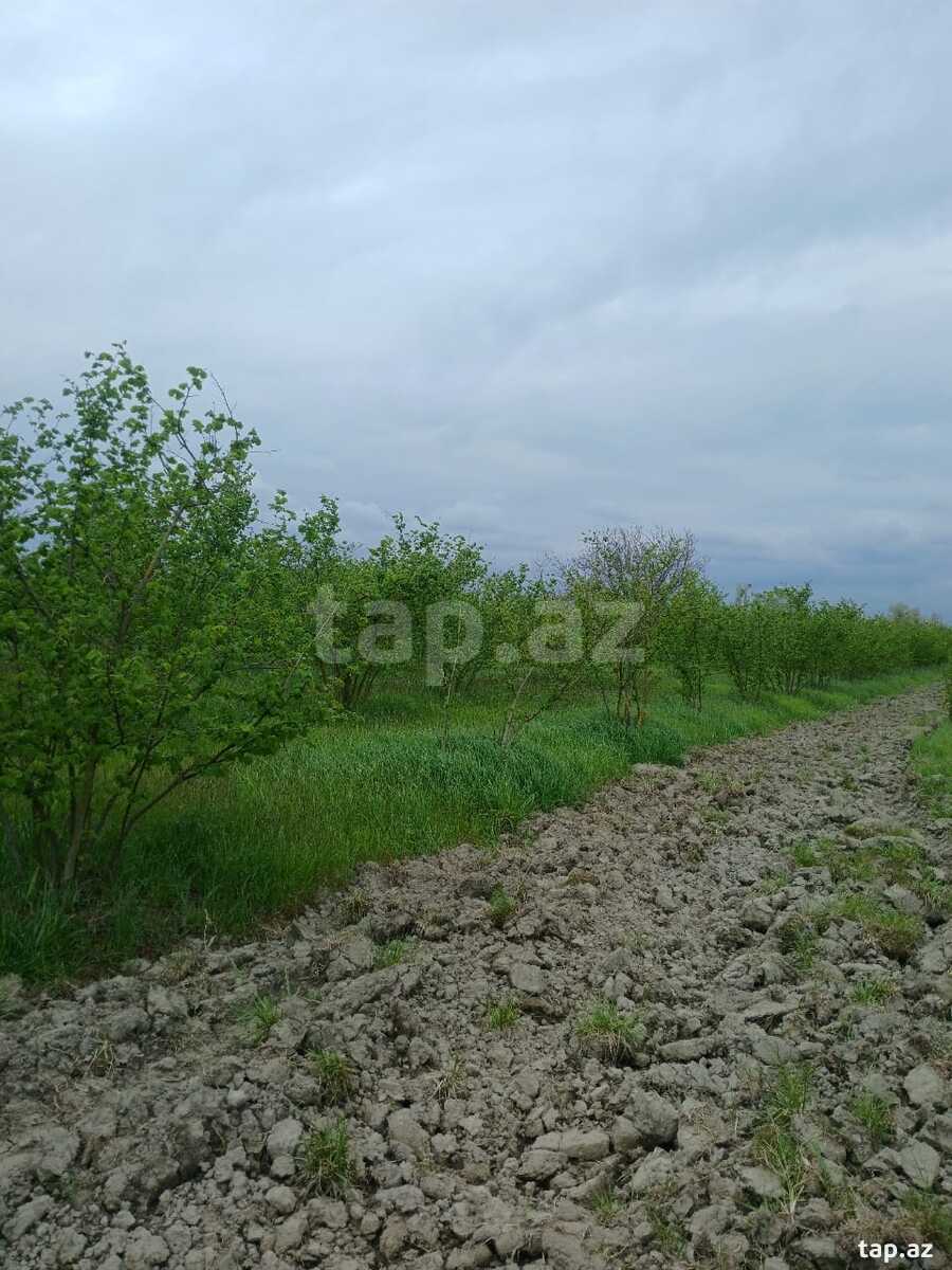 125 sot torpaq sahəsi, Xaçmaz r. (4)
