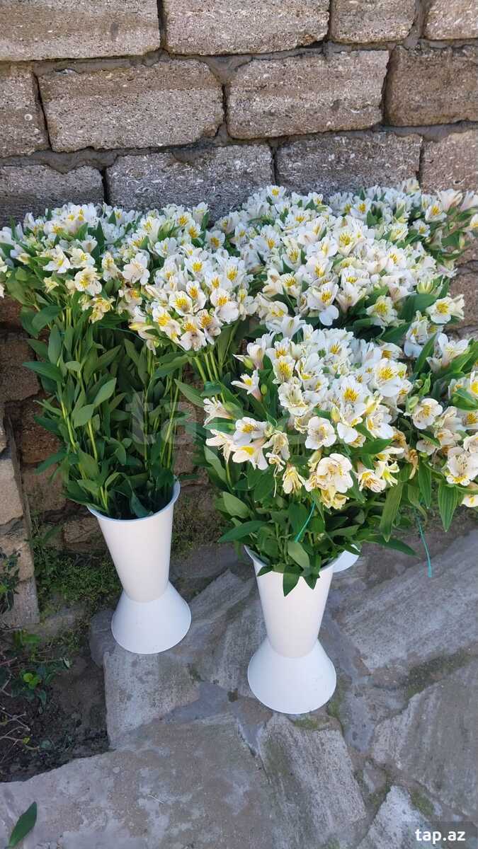 Alstroemeriya gülü  (2)