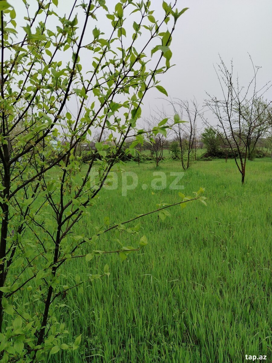 9 sot torpaq sahəsi, Qəbələ ş. (2)