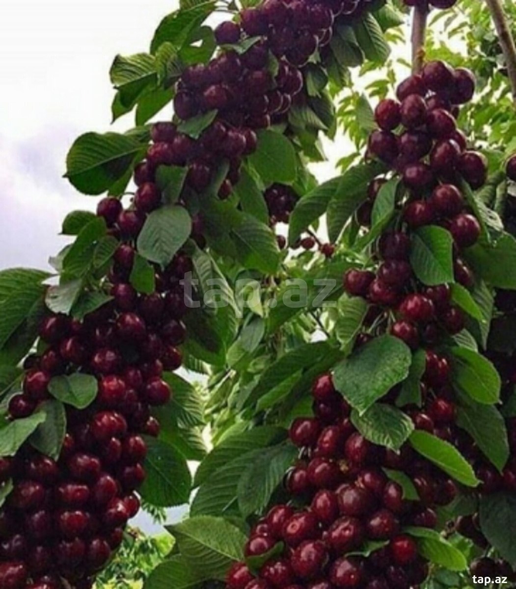 2500 sot torpaq sahəsi, Quba r. (13)