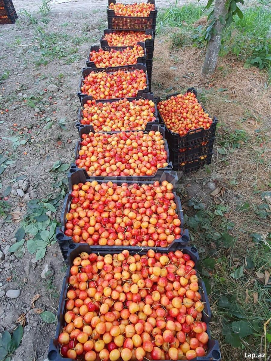 2500 sot torpaq sahəsi, Quba r. (7)