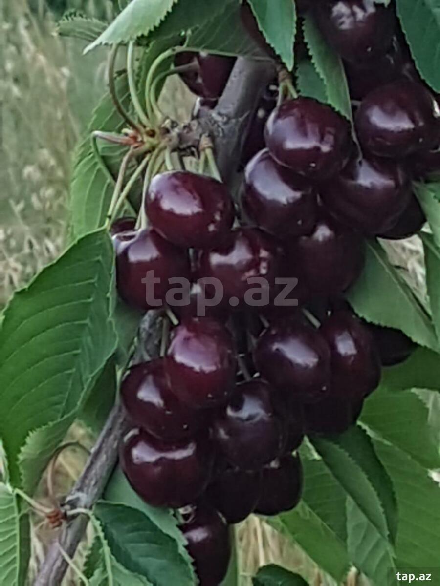 2500 sot torpaq sahəsi, Quba r. (9)