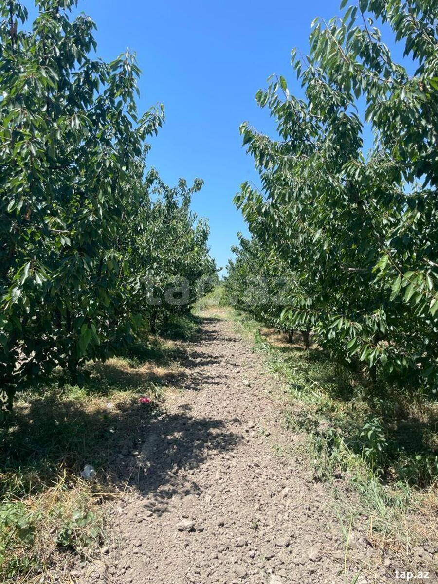 2500 sot torpaq sahəsi, Quba r. (5)