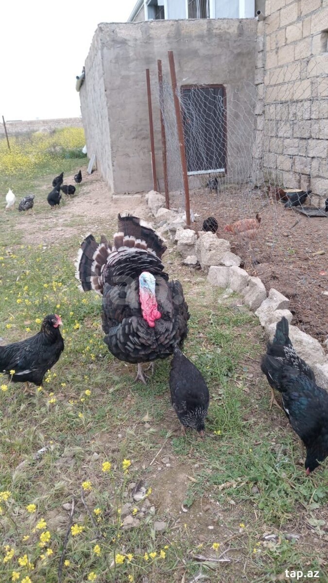 Hinduşka yumurtası (2)