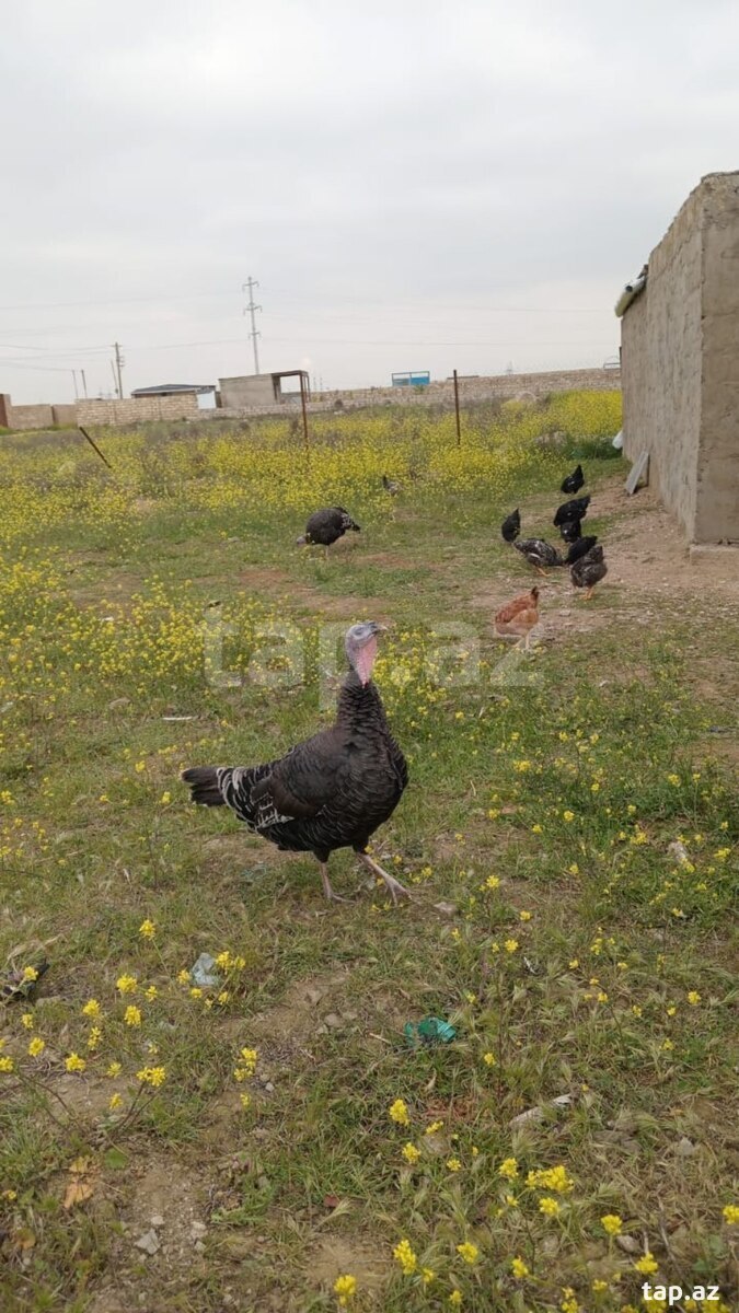 Hinduşka yumurtası (4)