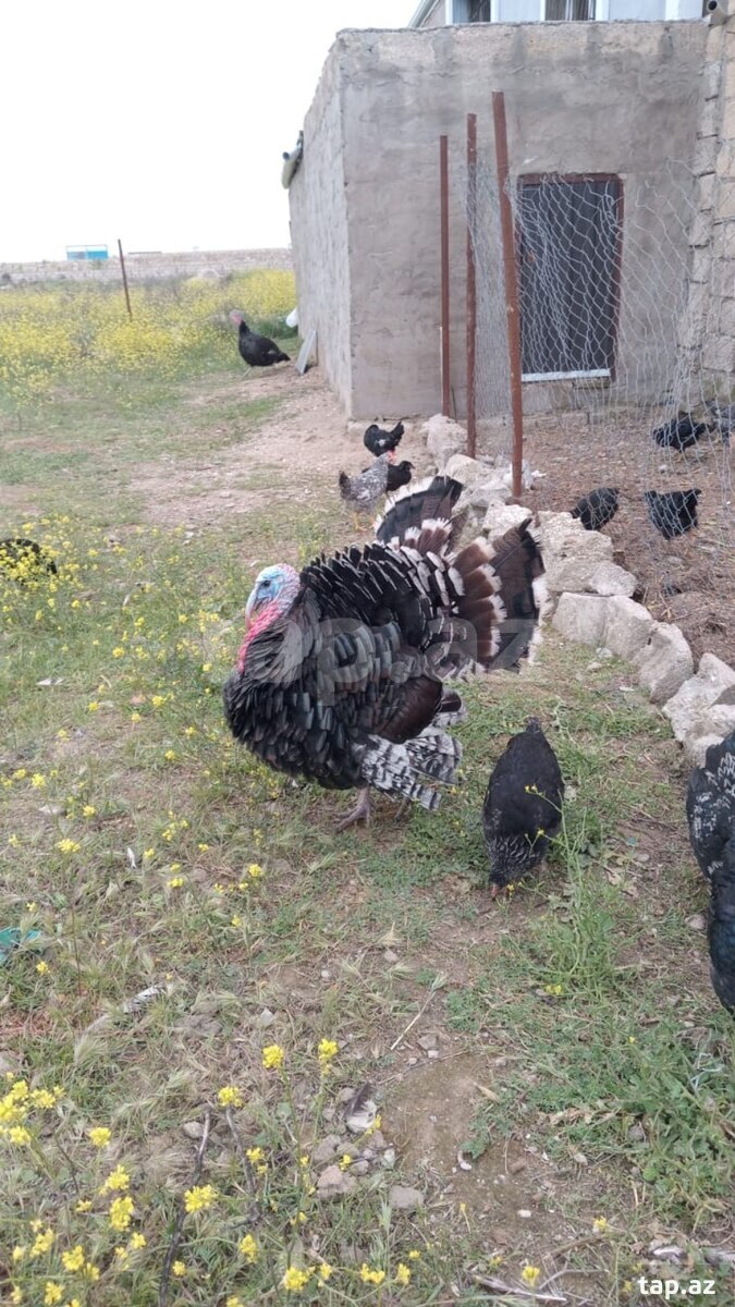 Hinduşka yumurtası