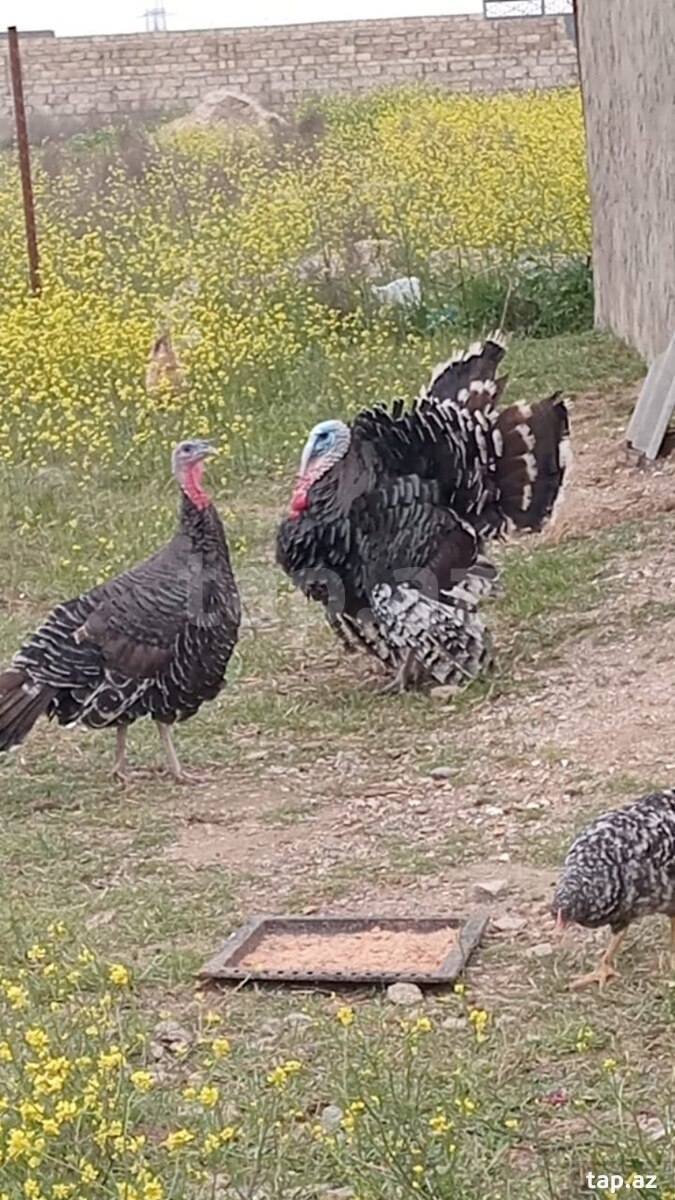 Hinduşka yumurtası (3)