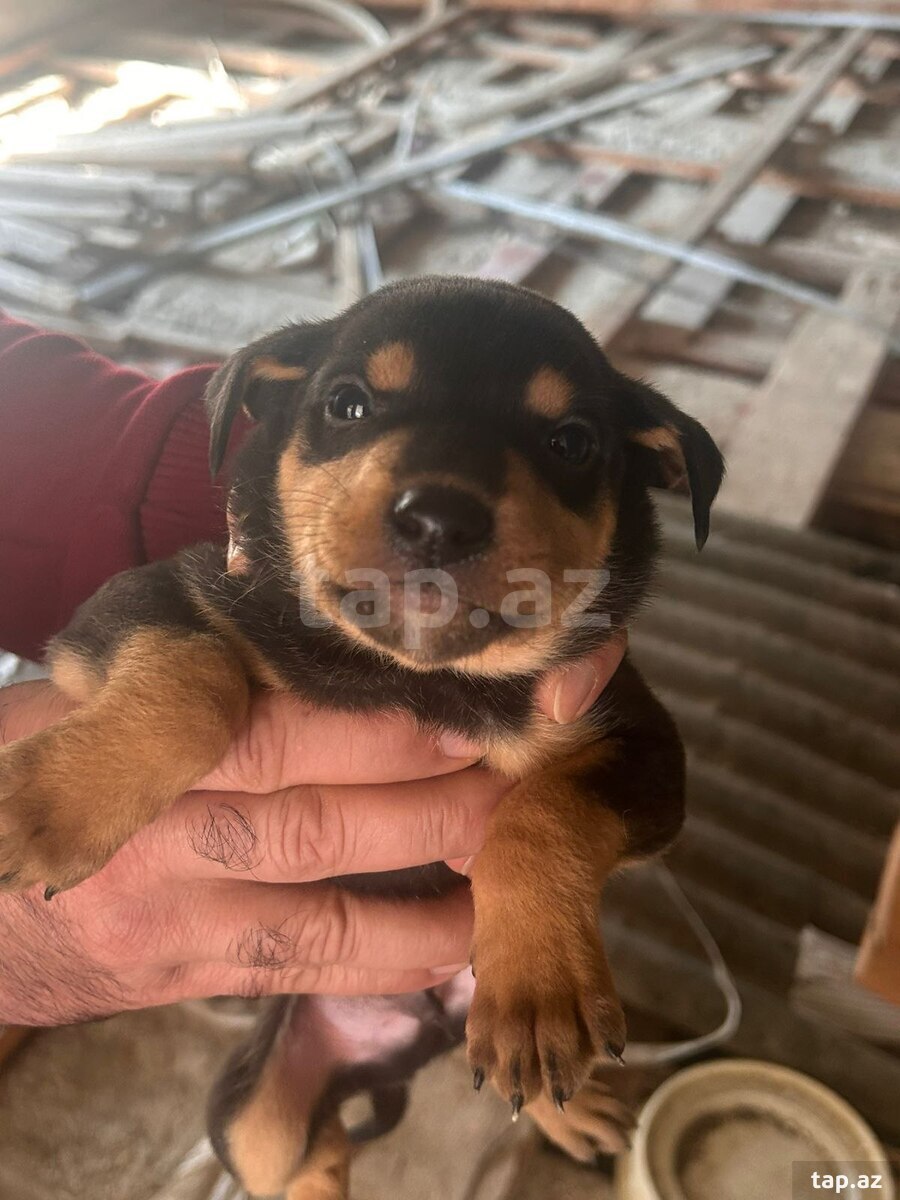 Doberman balası  (2)