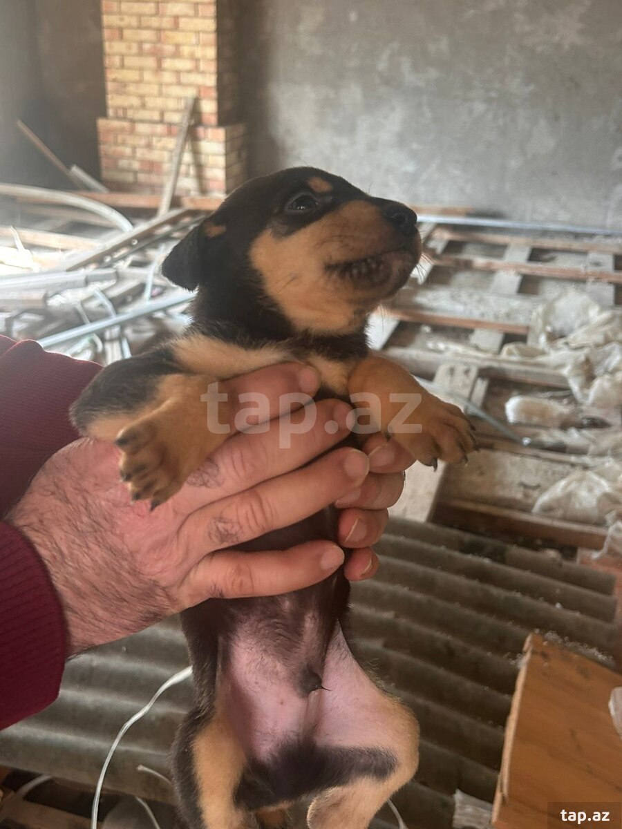 Doberman balası 