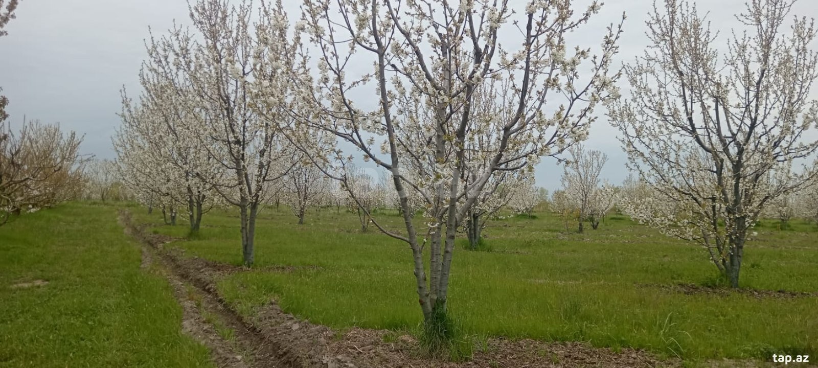 130 sot torpaq sahəsi, Xaçmaz r.