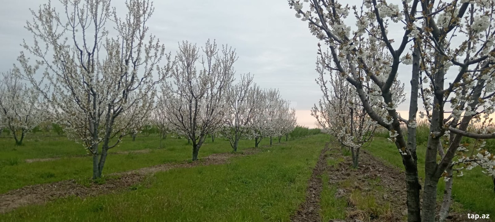 130 sot torpaq sahəsi, Xaçmaz r. (2)