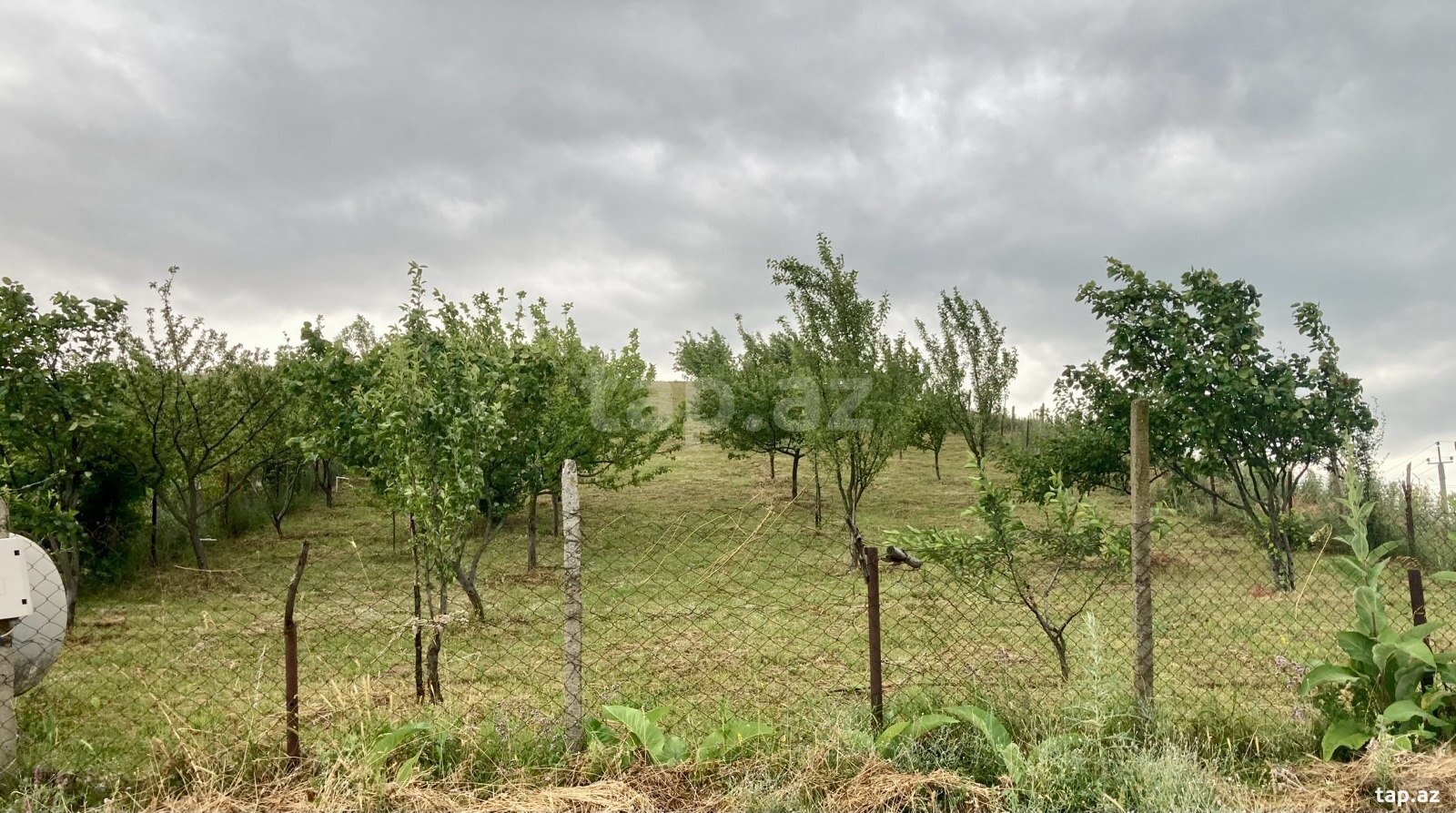 12 sot torpaq sahəsi, Şamaxı r. (2)