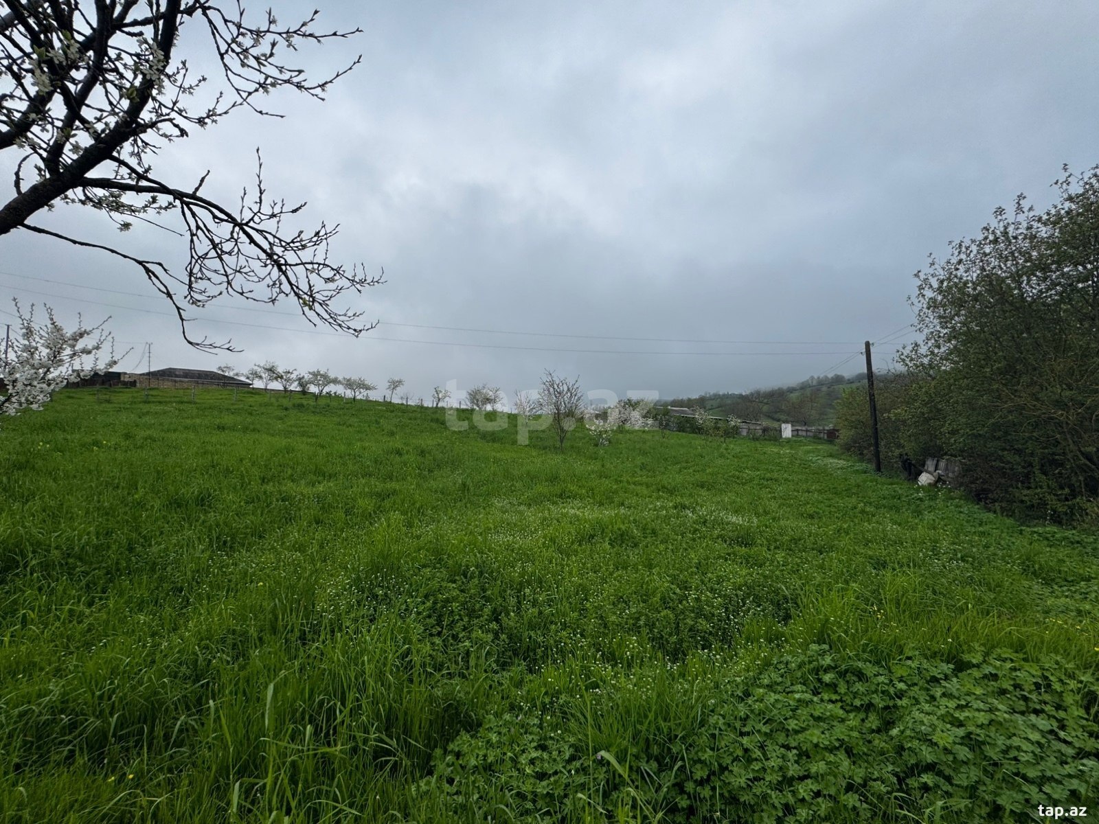 12 sot torpaq sahəsi, Quba r. (3)