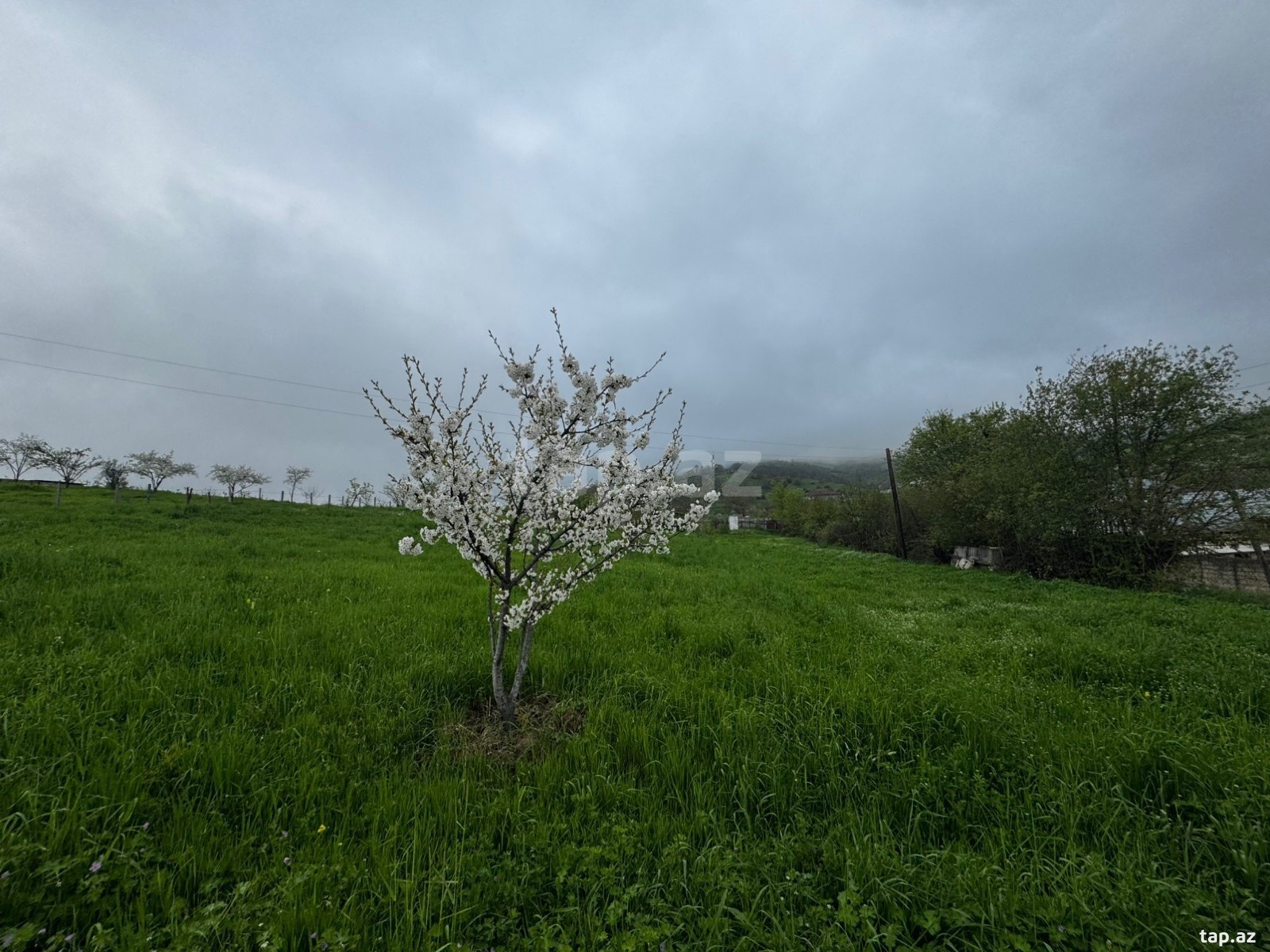 12 sot torpaq sahəsi, Quba r. (5)