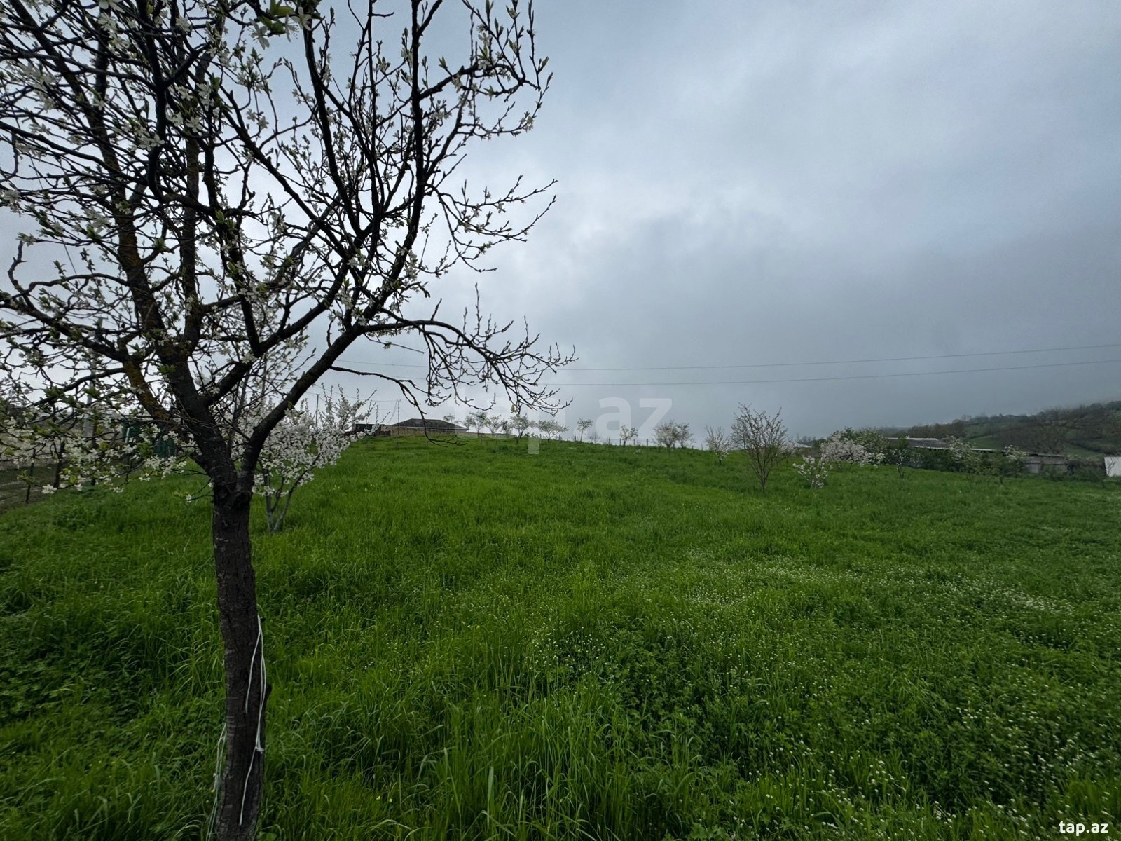 12 sot torpaq sahəsi, Quba r. (2)