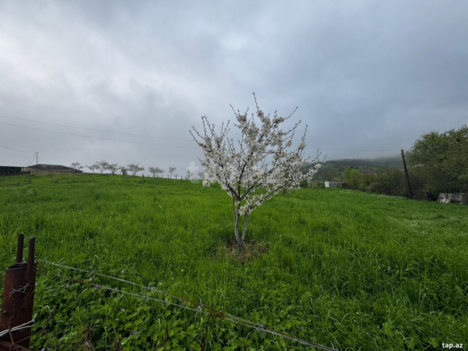 12 sot torpaq sahəsi, Quba r. (7)