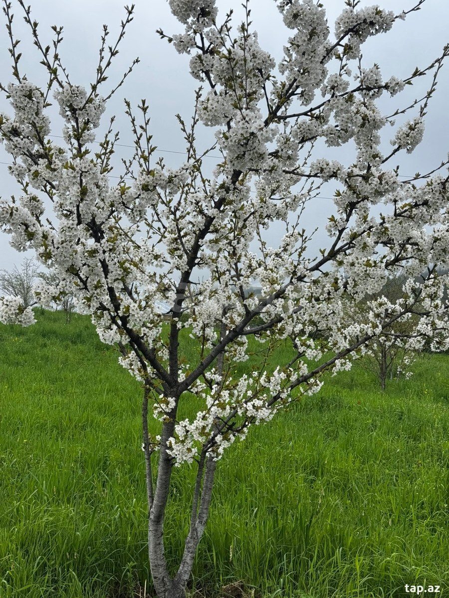 12 sot torpaq sahəsi, Quba r. (6)