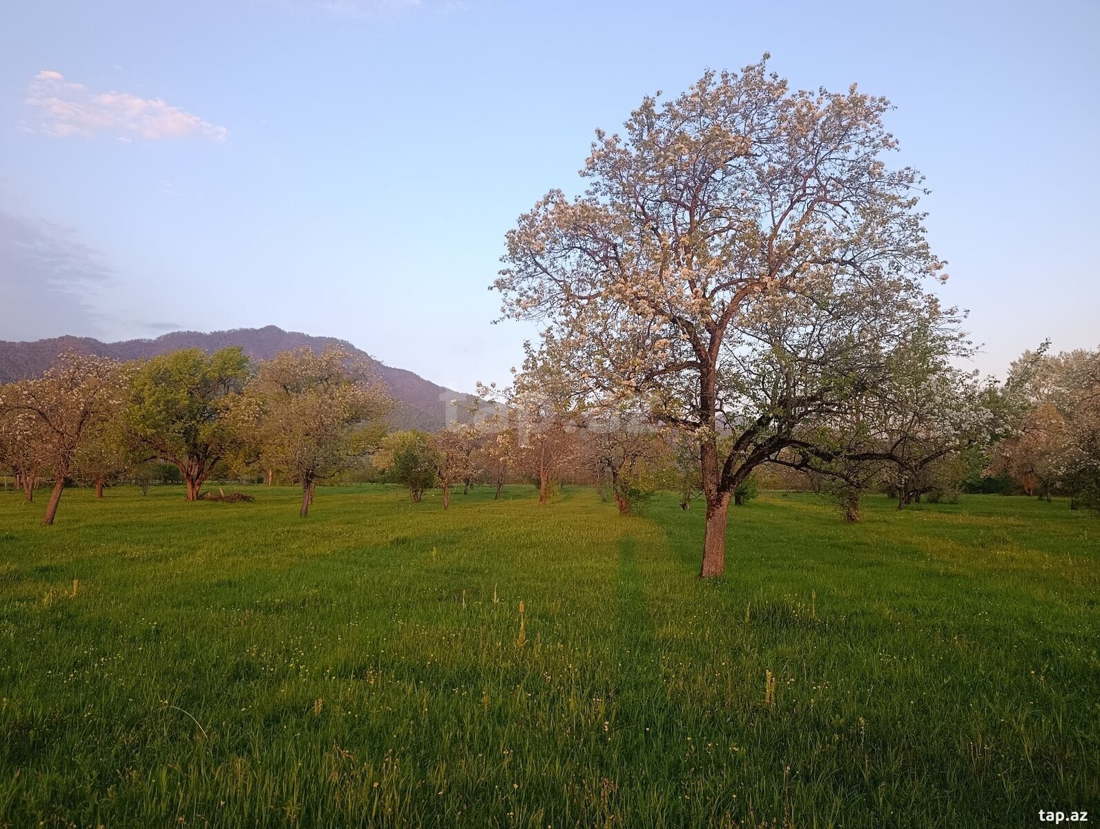 63 sot torpaq sahəsi, İsmayıllı r. (3)