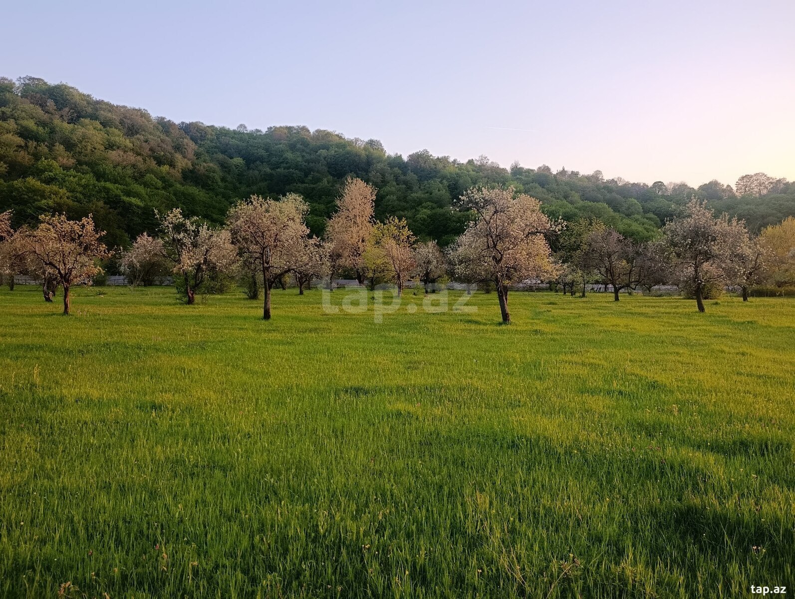 63 sot torpaq sahəsi, İsmayıllı r. (4)