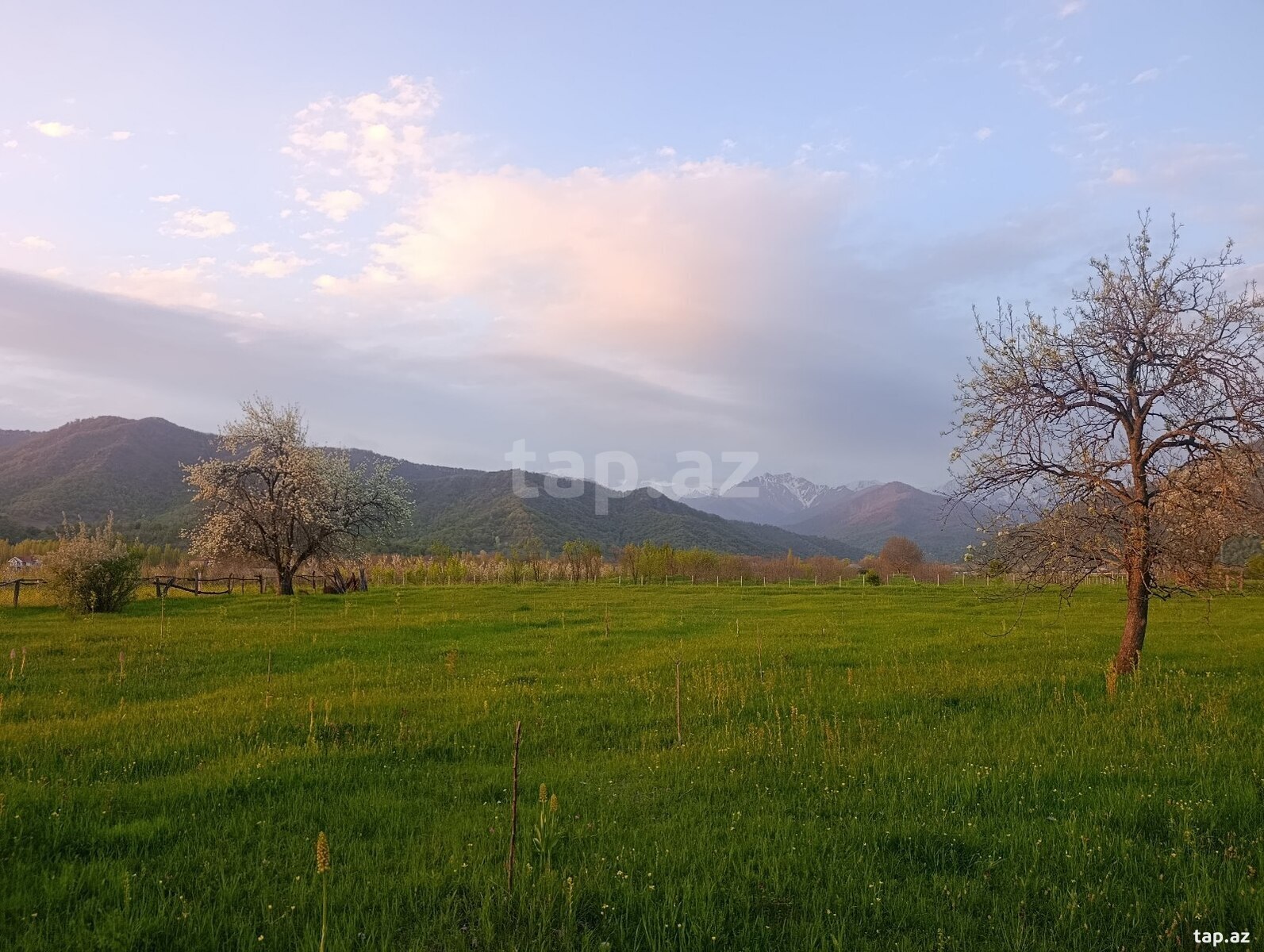 63 sot torpaq sahəsi, İsmayıllı r. (6)