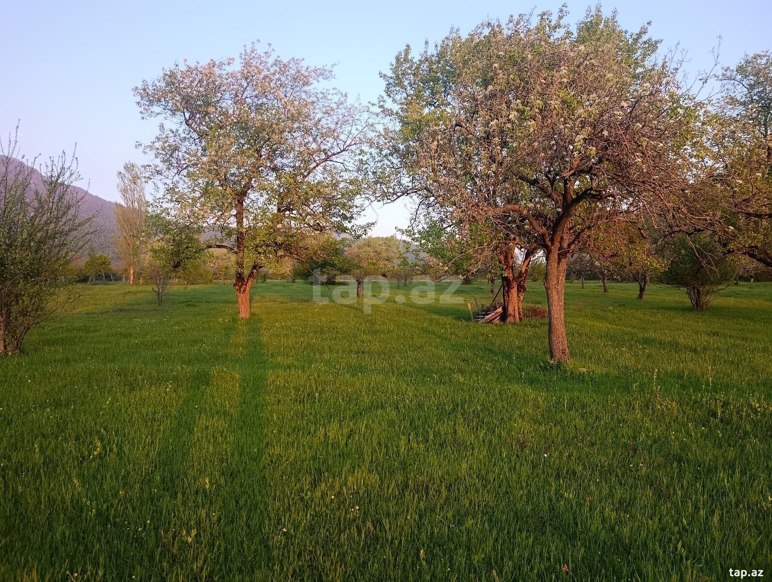 63 sot torpaq sahəsi, İsmayıllı r. (7)