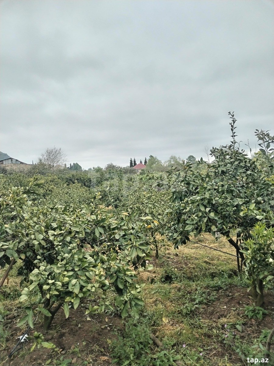 64 sot torpaq sahəsi, Lənkəran ş. (2)