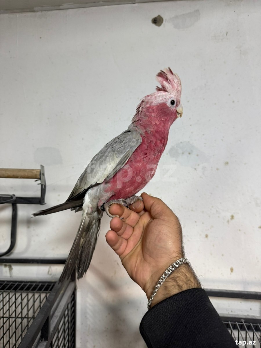 Kakadu tutuquşu
