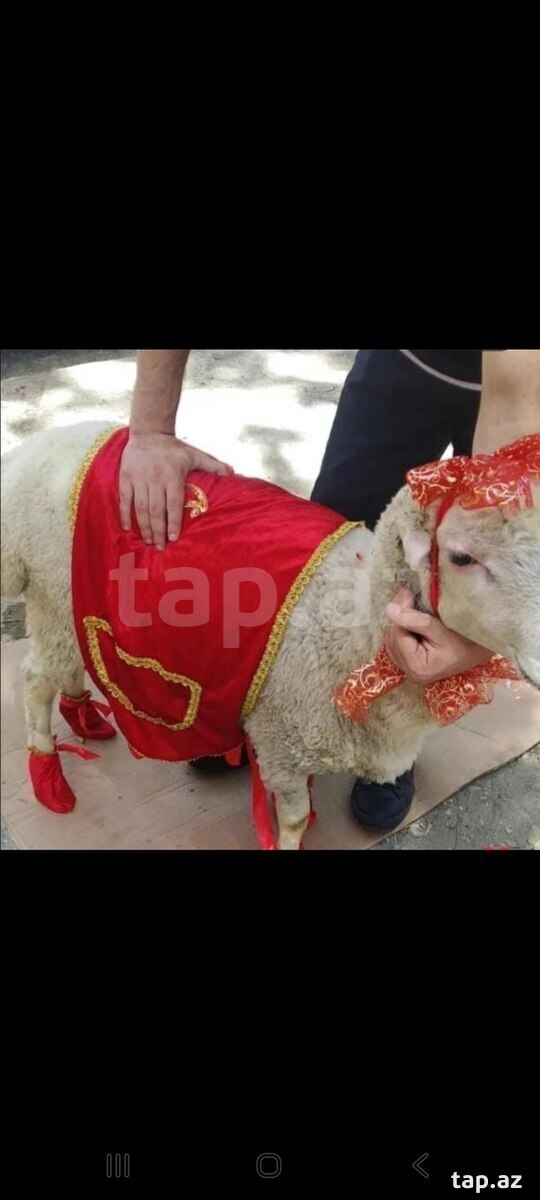 Qurbanlıq qoyun paltarı