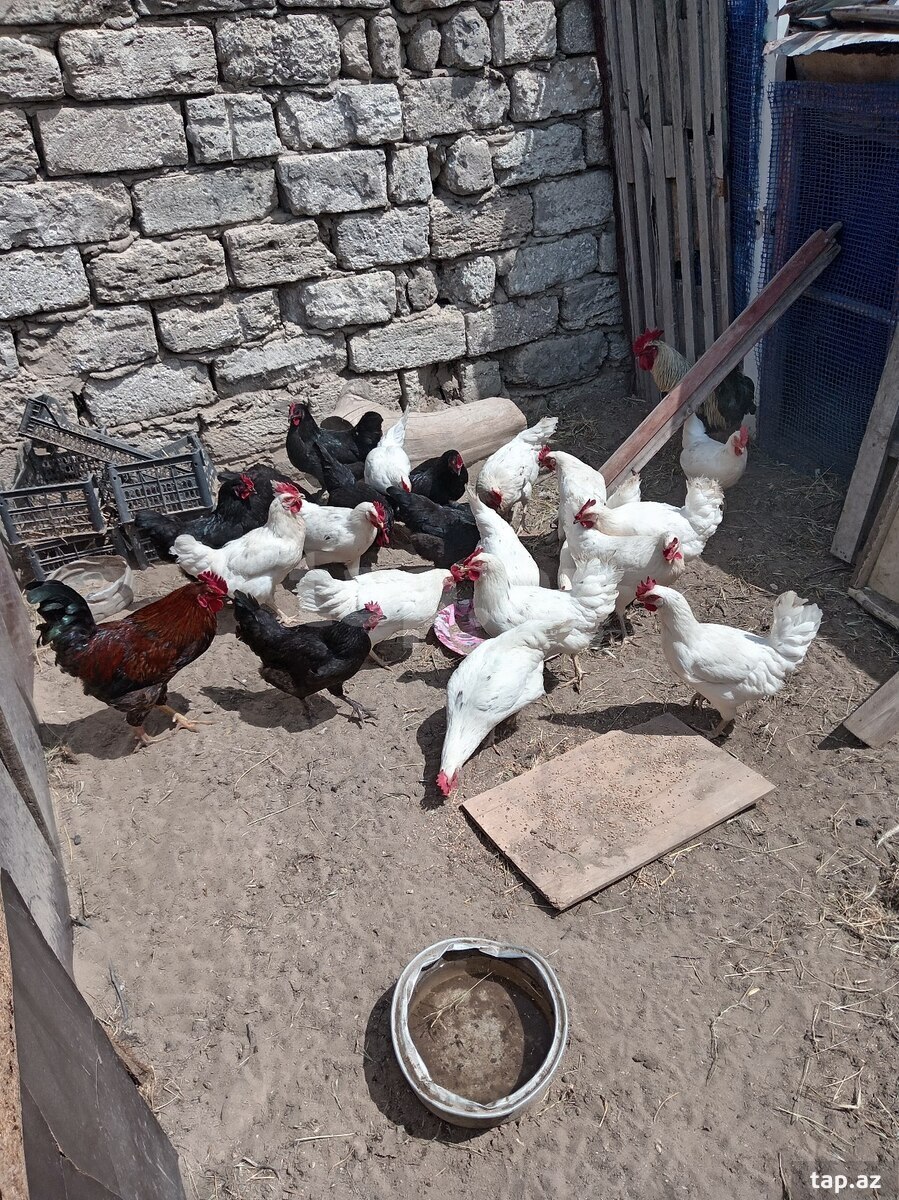 Mayalı yumurtalar (2)