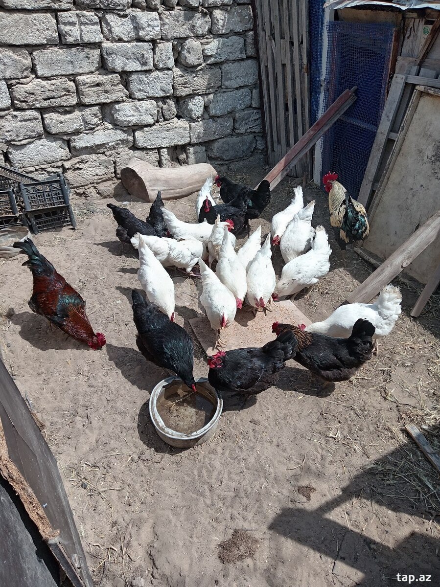 Mayalı yumurtalar