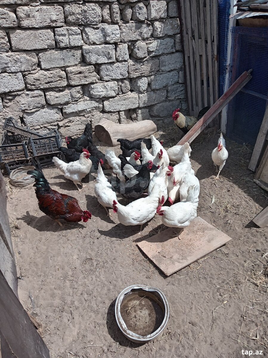 Mayalı yumurtalar (3)