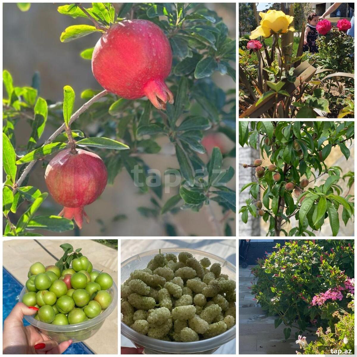 Bağ evi kirayə verilir, Şüvəlan qəs. (9)