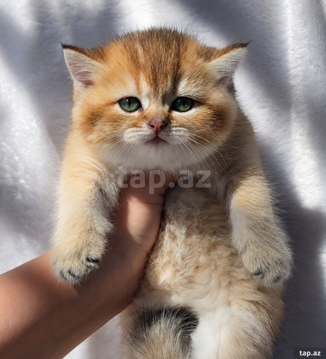 Британцы голден шиншилла (2)
