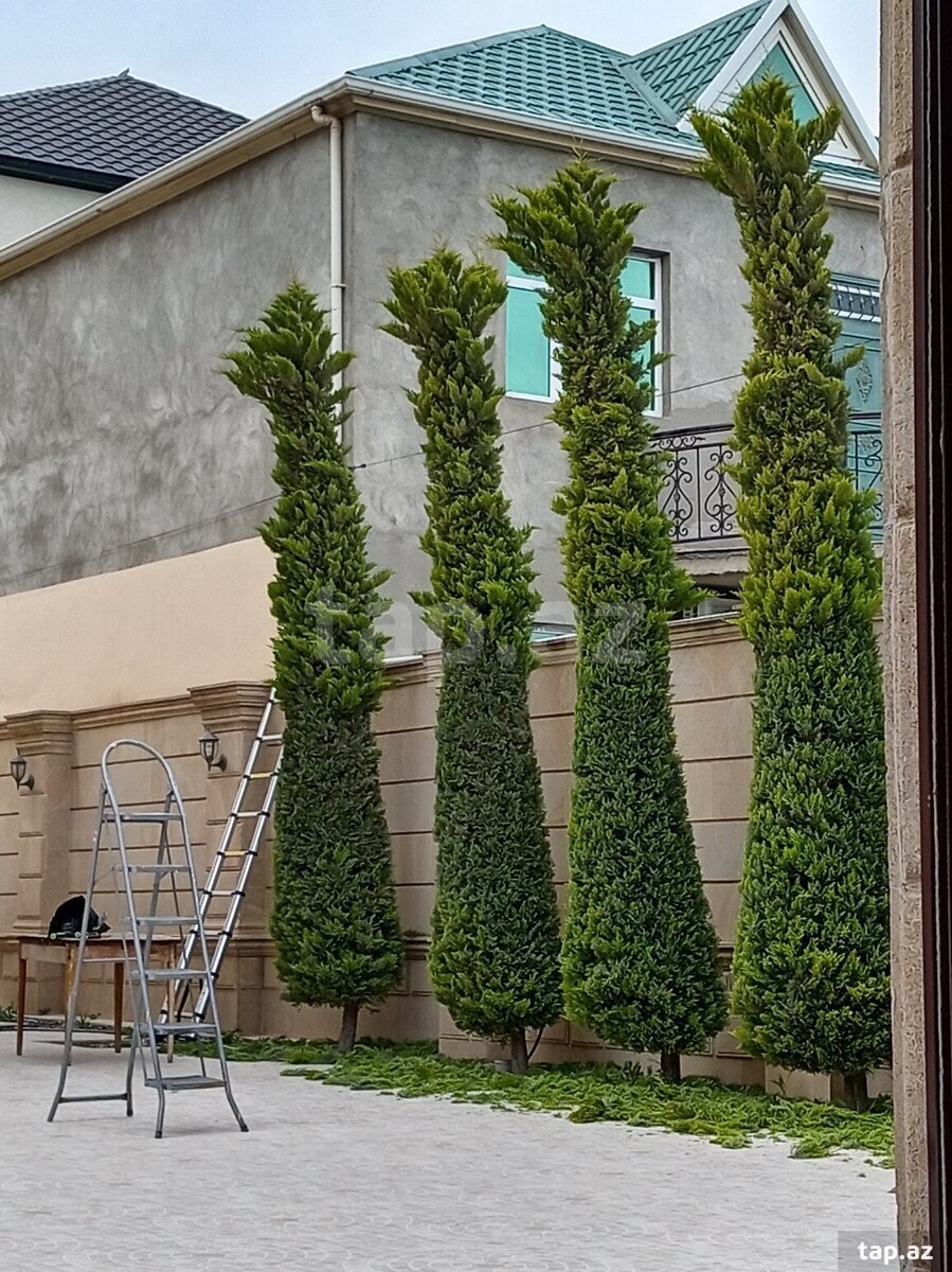 Bağban işi axtarıram (38)
