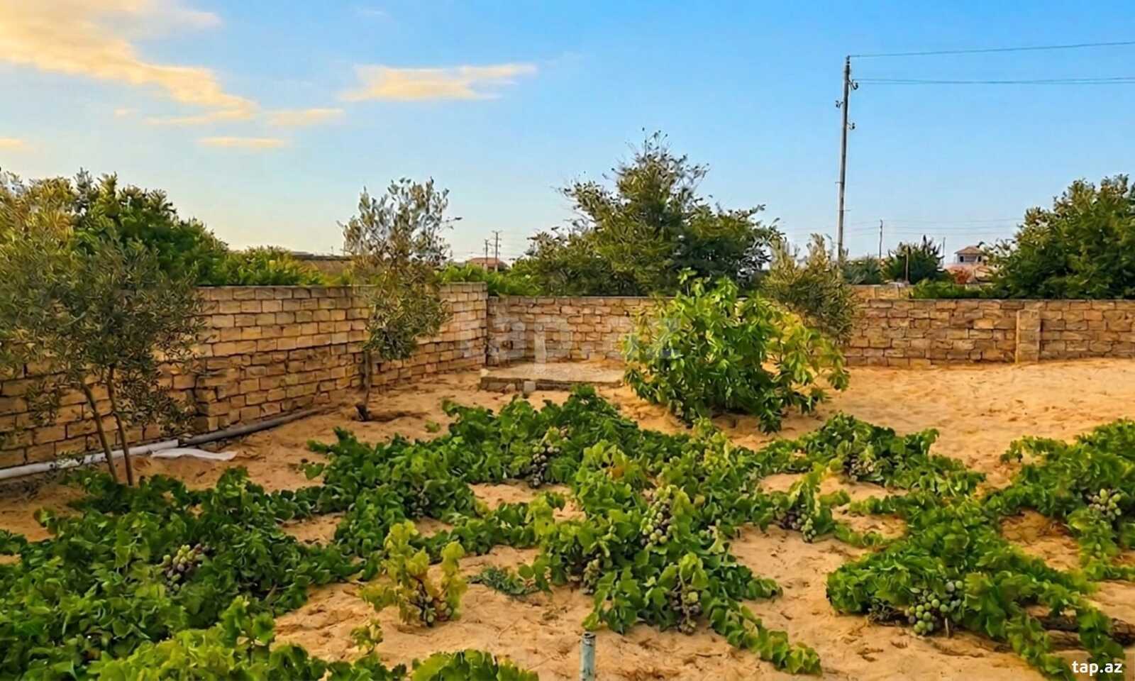 Bağ evi kirayə verilir, Pirşağı qəs. (17)