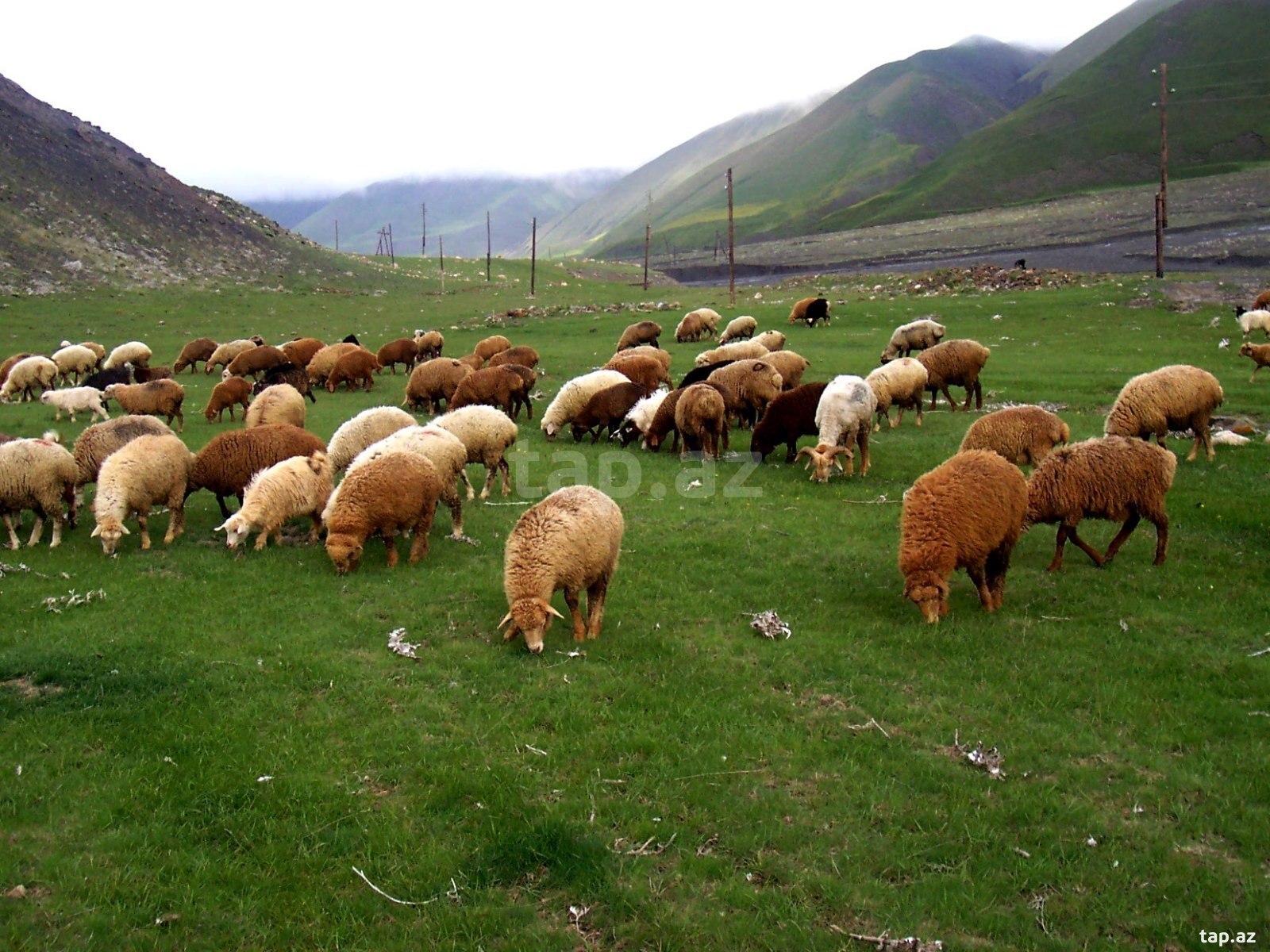 25000 sot torpaq sahəsi, Beyləqan r. (3)