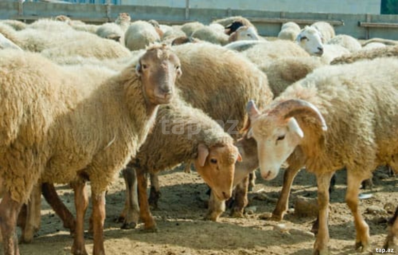 25000 sot torpaq sahəsi, Beyləqan r. (5)