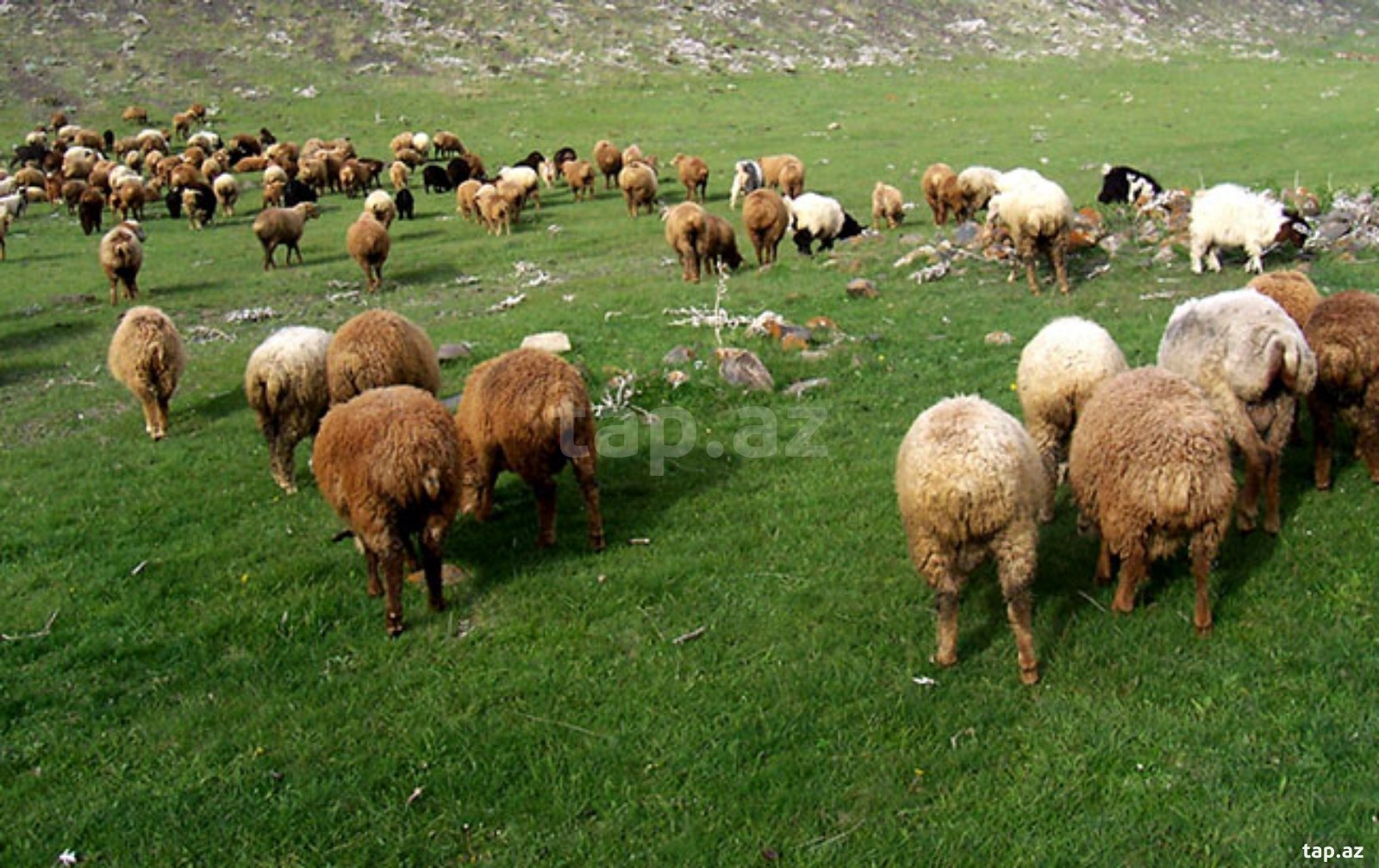 25000 sot torpaq sahəsi, Beyləqan r. (2)